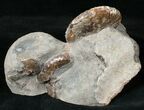 Two Discoscaphites Ammonites - South Dakota #17046-3